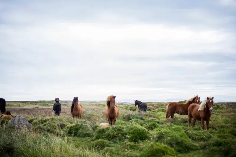 Cover Image for Creating a Nature-Inspired Space: Incorporating Elements from the Countryside