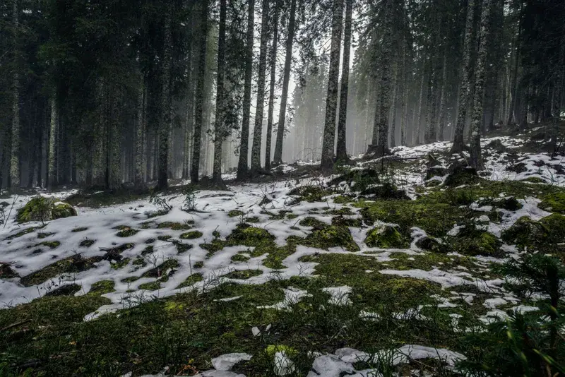 Cover Image for Creating a Nature-Inspired Space: Incorporating Forest Elements into Your Home