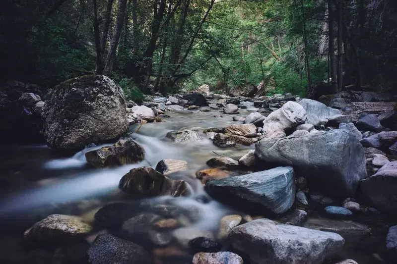 Cover Image for Creating a Nature-Inspired Space: Incorporating Forest Scenery into Your Home