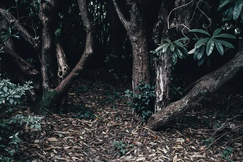 Cover Image for Creating a Nature-Inspired Space with Gnarled Trees