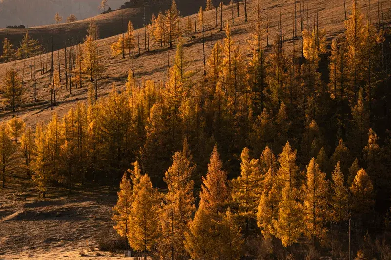 Cover Image for Creating a Nature-Inspired Space with Golden Hues