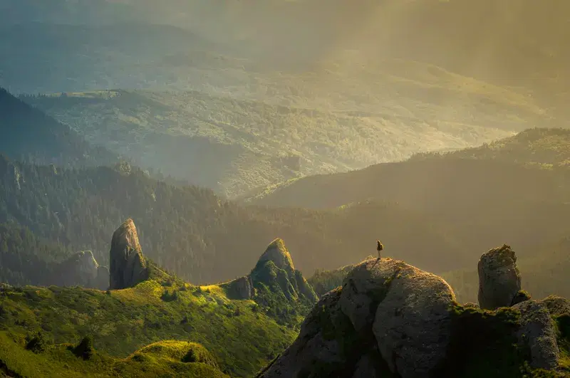 Cover Image for Creating a Nature-Inspired Space: How Wilderness Affects Home Decor