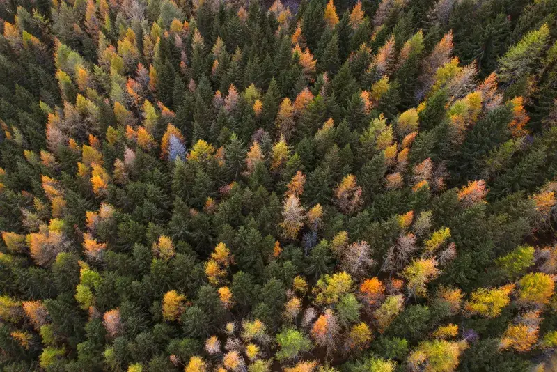 Cover Image for Creating a Nature-Inspired Space: Incorporating Trees and Greenery