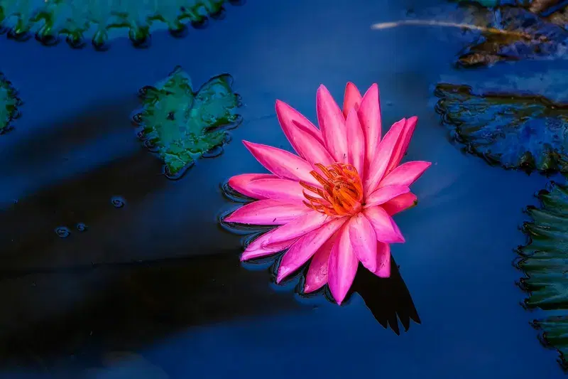 Cover Image for The Enigmatic Night Blooming Lotus: A Guide to Growing and Caring for Night Flowers