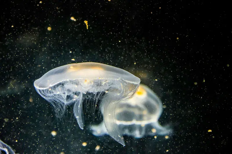 Cover Image for Incorporating Ocean Life into Home Decor: The Beauty of Jellyfish