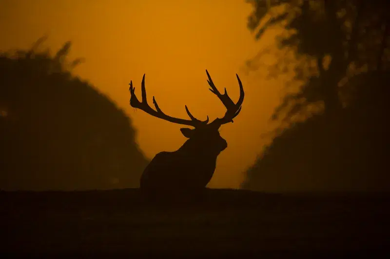 Cover Image for Creating Outdoor Spaces Inspired by Nature: Lessons from Wildlife