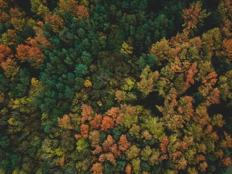 Cover Image for Bringing the Outdoors In: How to Use Forest Aesthetics in Home Decor