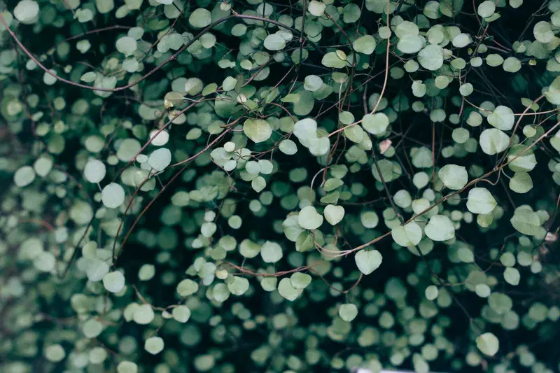 Cover Image for Bringing the Outdoors In: Creative Ways to Use Leaves in Home Decor