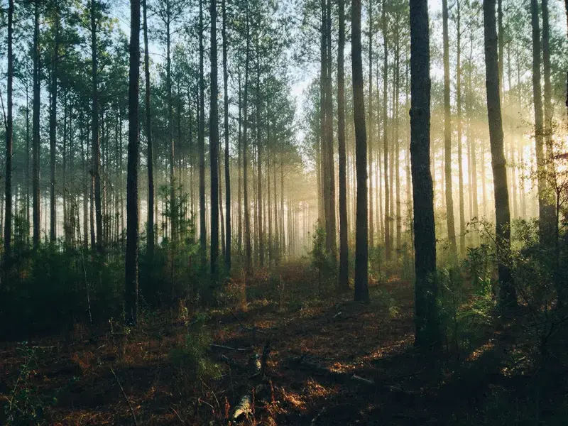 Cover Image for Bringing the Outdoors In: Nature-Inspired Decor Ideas