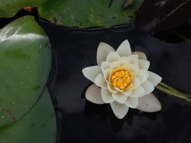 Cover Image for Creating a Peaceful Water Garden: The Role of Lotus Flowers