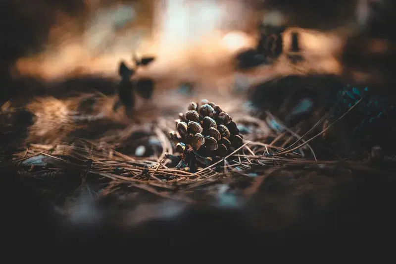 Cover Image for Using Nature's Elements: Pine Cones in Home Decor