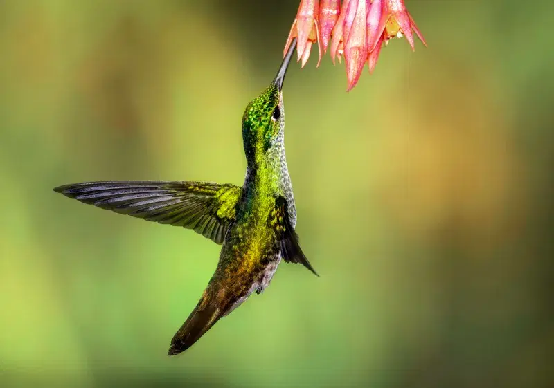 Cover Image for Creating a Pollinator-Friendly Garden: Attracting Hummingbirds and Bees