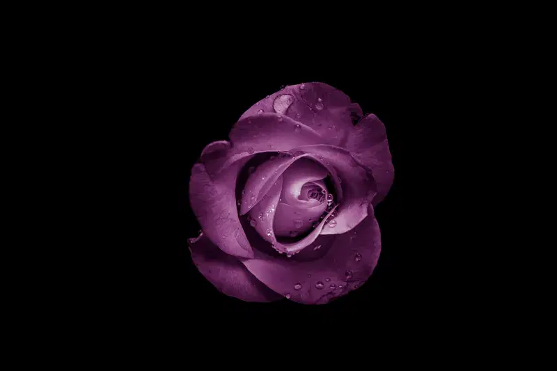 Cover Image for The Beauty of Purple Roses: Cultivation and Decor Tips