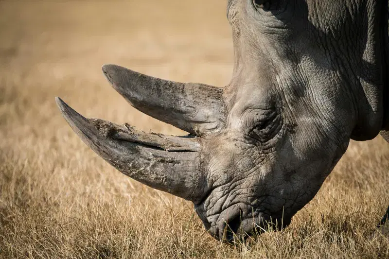 Cover Image for Bringing Nature Indoors: How to Create a Rhinoceros-Inspired Eco-Friendly Decor