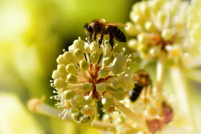 Cover Image for The Role of Pollinators in Your Garden