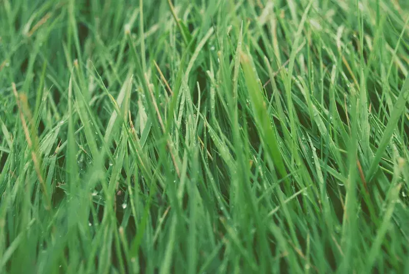 Cover Image for Creating a Serene Outdoor Space with Green Grasses