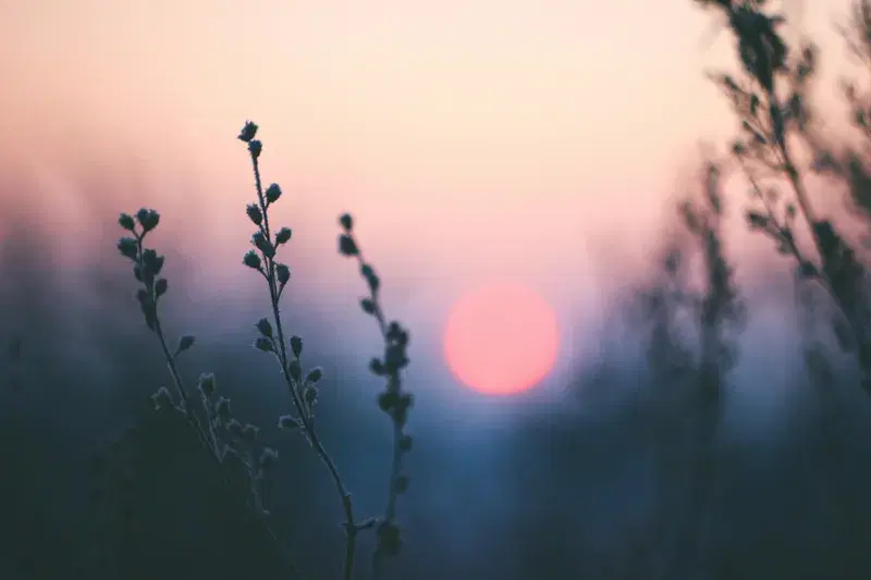 Cover Image for Creating a Serene Outdoor Space: Tips for Nature-Inspired Decor