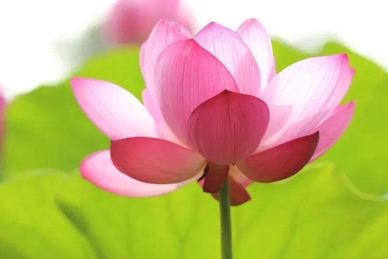 Cover Image for Creating Serenity with Lotus Flowers: A Guide to Indoor and Outdoor Arrangements