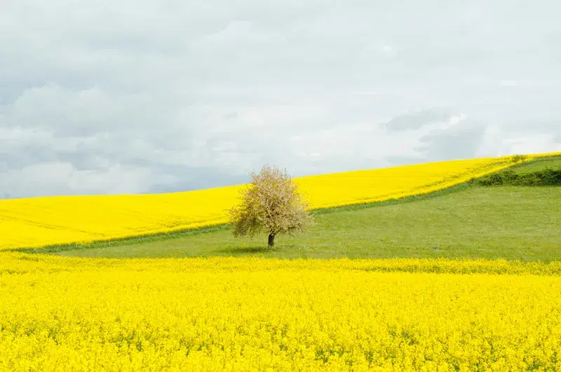 Cover Image for Creating a Stunning Garden with Brown Leafed Trees and Yellow Flowers