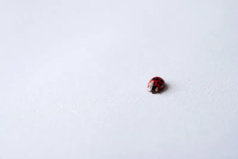 Cover Image for The Symbolism of Ladybugs in Gardening