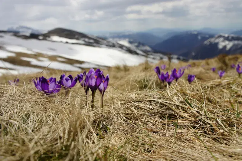 Cover Image for The Beauty of Saffron: Cultivating and Appreciating Nature's Purple Gem