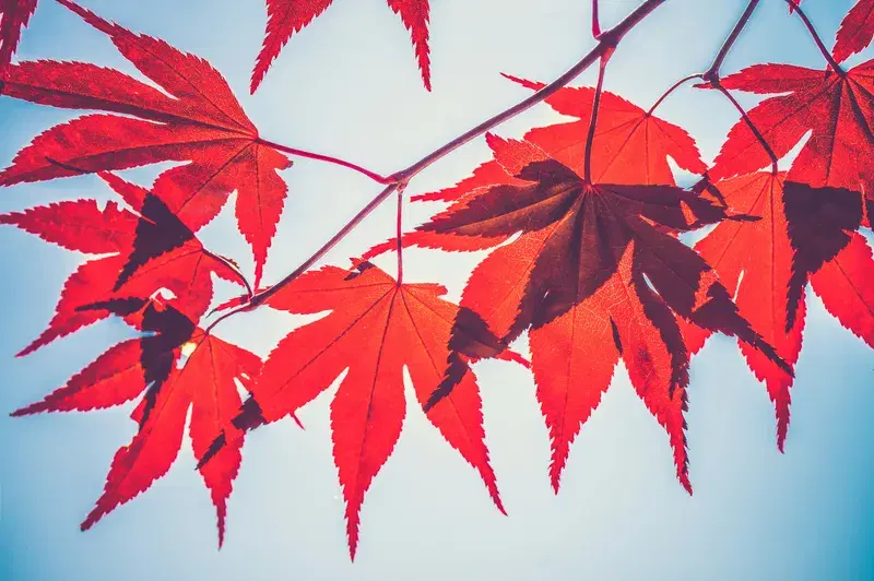 Cover Image for Creating a Tranquil Garden: The Role of Red Maple in Nature-Inspired Decor