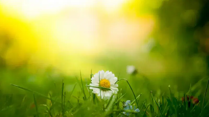 Cover Image for Creating a Tranquil Garden: The Beauty of White Flowers