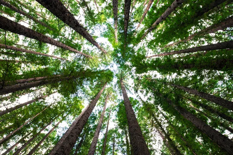 Cover Image for Creating a Tranquil Outdoor Space with Native Trees