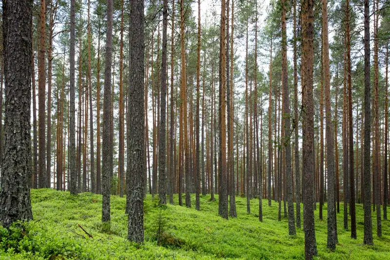 Cover Image for Creating a Tranquil Space: Incorporating Trees into Your Garden