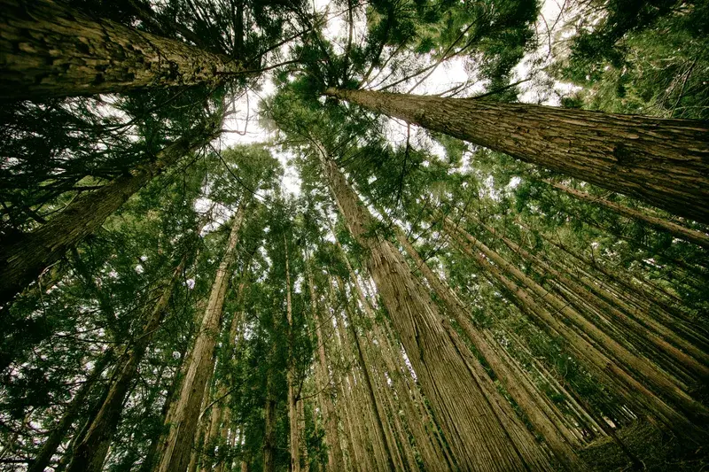 Cover Image for Creating a Tranquil Space with Tree-Inspired Decor