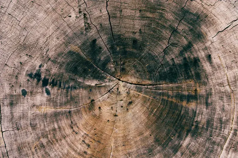 Cover Image for Transforming Your Space with Tree Trunk Circles: Nature-Inspired Decor Ideas