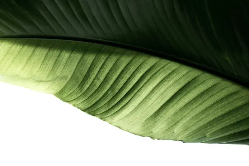 Cover Image for Creating a Tropical Oasis with Banana Leaves