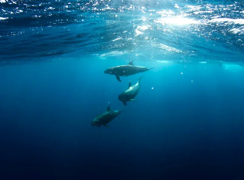 Cover Image for The Beauty of Underwater Ecosystems: How Sharks Contribute to Ocean Health