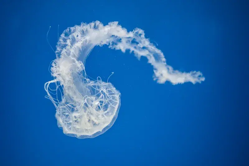 Cover Image for The Beauty of Underwater Photography: Capturing Nature's Wonders