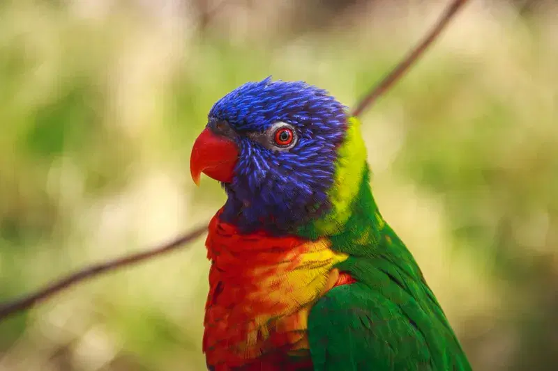 Cover Image for Creating a Vibrant Garden Inspired by Colorful Birds