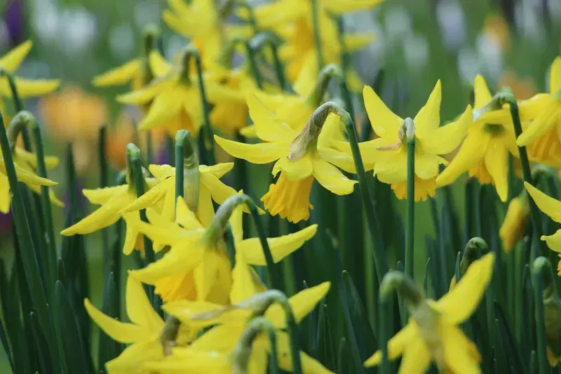 Cover Image for Creating a Vibrant Spring Garden: The Beauty of Daffodils