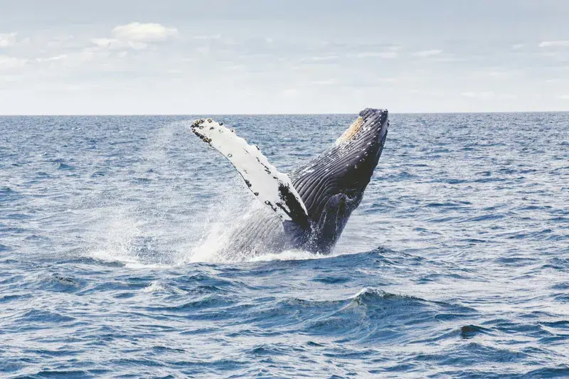 Cover Image for Capturing the Majesty of Whales: A Guide to Wildlife Photography