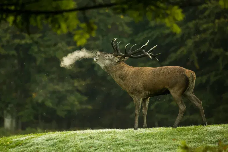 Cover Image for Creating a Wildlife-Friendly Garden: Attracting Local Fauna