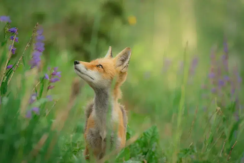 Cover Image for Creating a Wildlife-Friendly Garden: Attracting Red Foxes and More