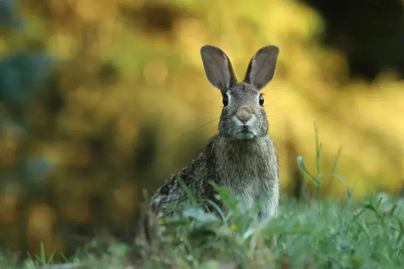 Cover Image for Creating a Wildlife-Friendly Garden: Attracting Cute Creatures