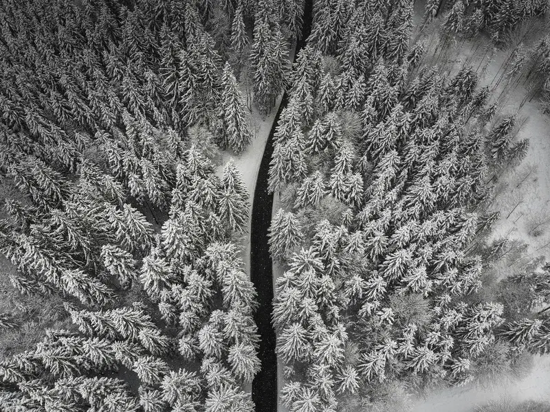 Cover Image for Winter Flora: How Pine and Spruce Trees Enhance Outdoor Spaces