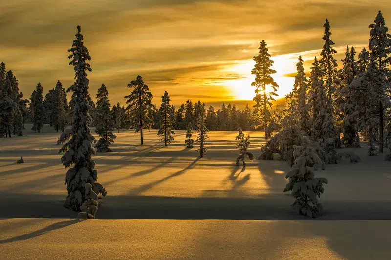 Cover Image for Winter Trees: Nature's Beauty and Inspiration for Indoor Decor