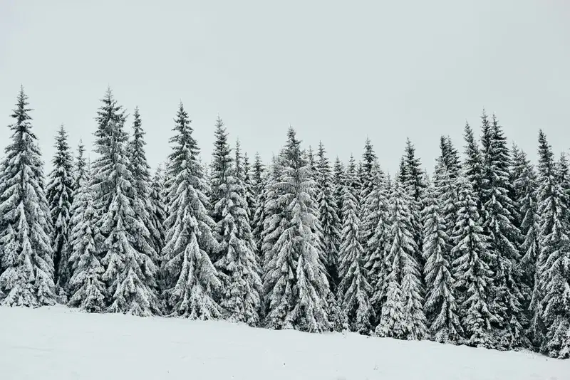 Cover Image for Winter Wonderland: Incorporating Nature-Inspired Decor into Your Home