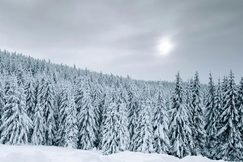 Cover Image for Creating a Winter Wonderland: Incorporating Natural Scenery into Your Home Decor