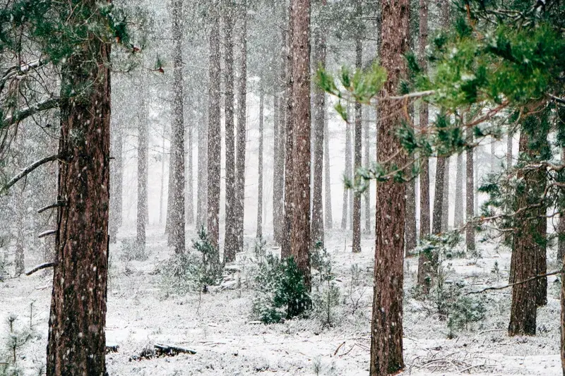 Cover Image for Creating a Winter Wonderland: Nature-Inspired Decor Ideas with Pine and Conifers