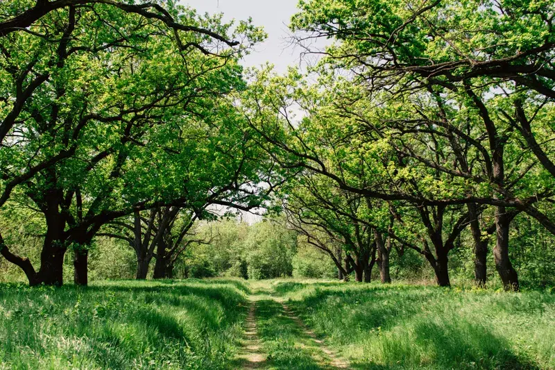 Cover Image for Creating a Tranquil Outdoor Space with Nature-Inspired Decor