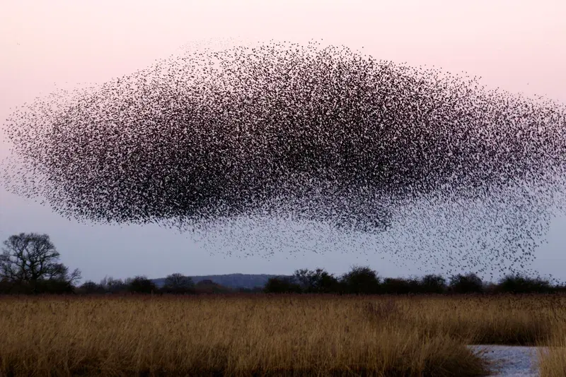 Cover Image for Creating a Nature-Inspired Sanctuary: Embracing Birdwatching