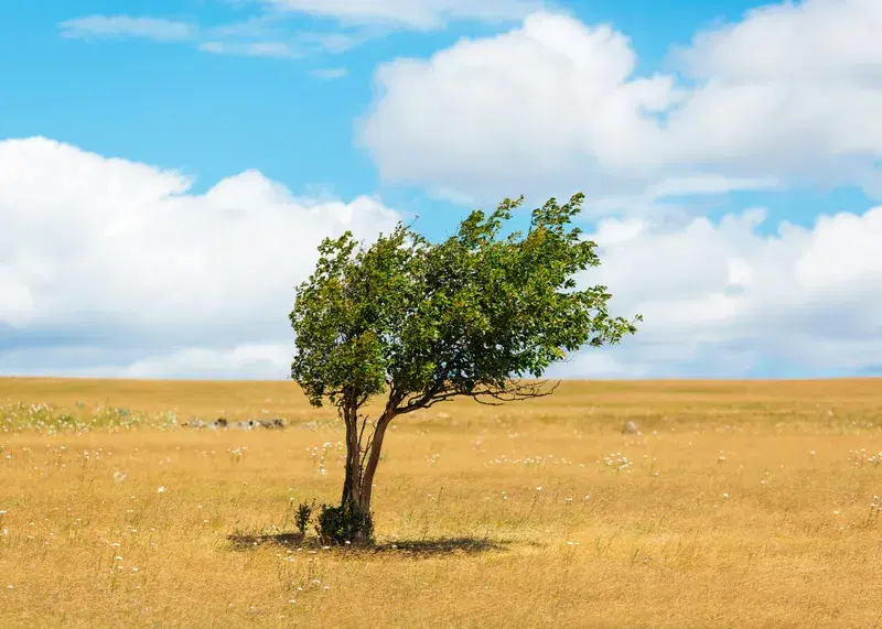 Cover Image for Embracing Green Spaces: The Importance of Trees in Our Lives