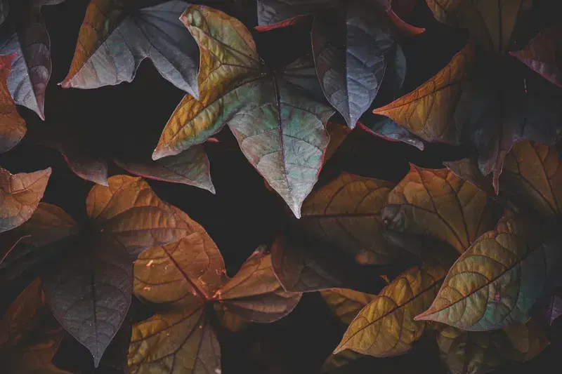 Cover Image for Embracing Nature: Decorating Your Space with Plant Aesthetics