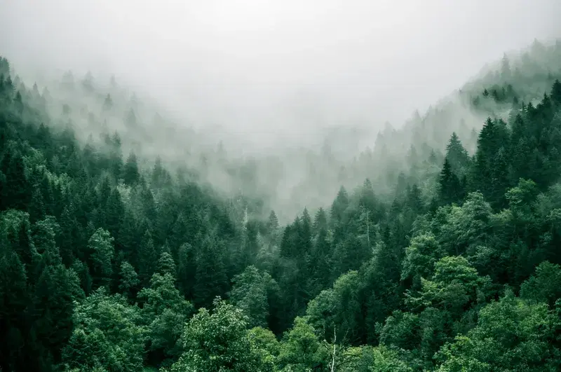 Cover Image for Inspiration from Nature: Designing Your Garden with Mountain Vibes